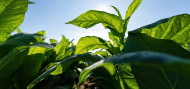 Planta crescendo no jardim, em foto que ilustra post sobre licenciamento simplificado. Foto: piasupuntongpool/Envato