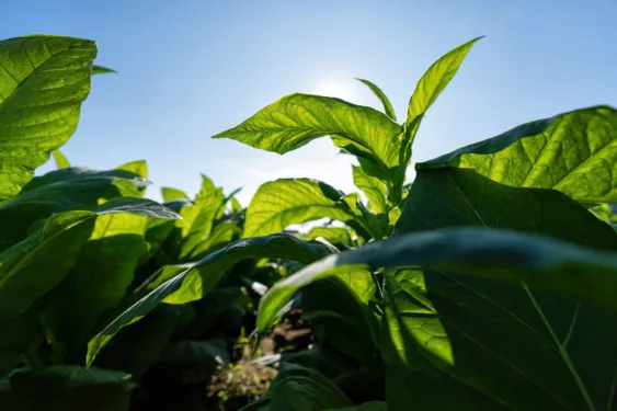 Planta crescendo no jardim, em foto que ilustra post sobre licenciamento simplificado. Foto: piasupuntongpool/Envato