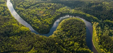 Floresta, em foto que ilustra post sobre educação ambiental. Reprodução: Ivars Utināns/Unsplash.