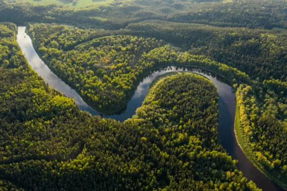 Floresta, em foto que ilustra post sobre educação ambiental. Reprodução: Ivars Utināns/Unsplash.