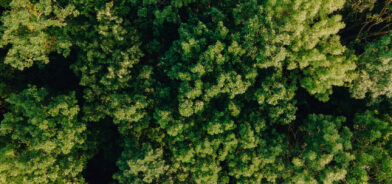Floresta vista de cima, em foto que ilustra post sobre política ambiental. Reprodução: alexlucru123/Envato.