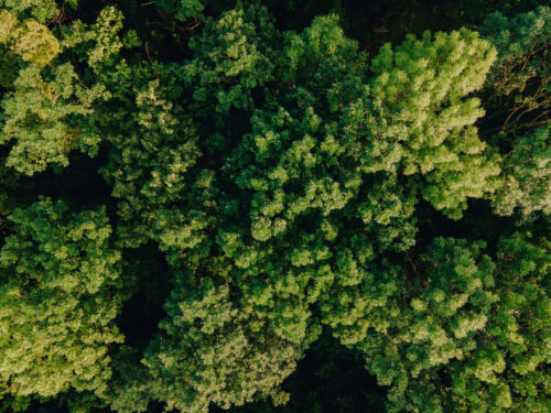 Floresta vista de cima, em foto que ilustra post sobre política ambiental. Reprodução: alexlucru123/Envato.