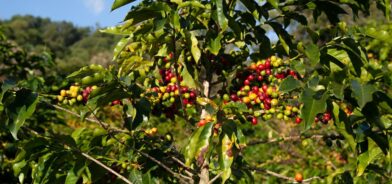 Plantação de café. Foto que ilustra post sobre agricultura familiar. Foto: PROJETO CAFÉ GATO-MOURISCO/Unsplash.
