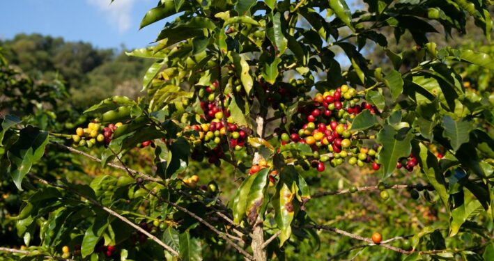 Plantação de café. Foto que ilustra post sobre agricultura familiar. Foto: PROJETO CAFÉ GATO-MOURISCO/Unsplash.