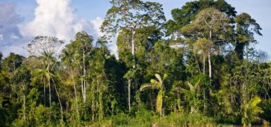 Floresta em Panelas, Brasil. Foto que ilustra post sobre código florestal brasileiro. Reprodução: AltrendoImages/Envato.