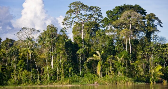 Floresta em Panelas, Brasil. Foto que ilustra post sobre código florestal brasileiro. Reprodução: AltrendoImages/Envato.