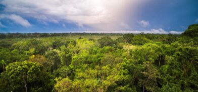 Floresta amazônica, em foto que ilustra post sobre Eco Invest Brasil. Reprodução: MatthewWilliams-Ellis/Envato.