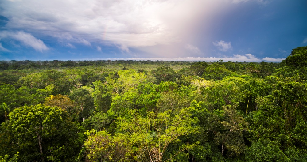 Floresta amazônica, em foto que ilustra post sobre Eco Invest Brasil. Reprodução: MatthewWilliams-Ellis/Envato.