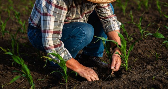 Homem plantando milho, em foto que ilustra post sobre comunidades rurais. Reprodução: zoranzeremski/Envato.